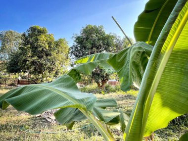 Muz ve yapraklar mavi gökyüzü ile ağaçta