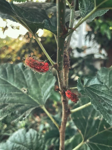 Rote Maulbeere Und Blätter Baum — Stockfoto