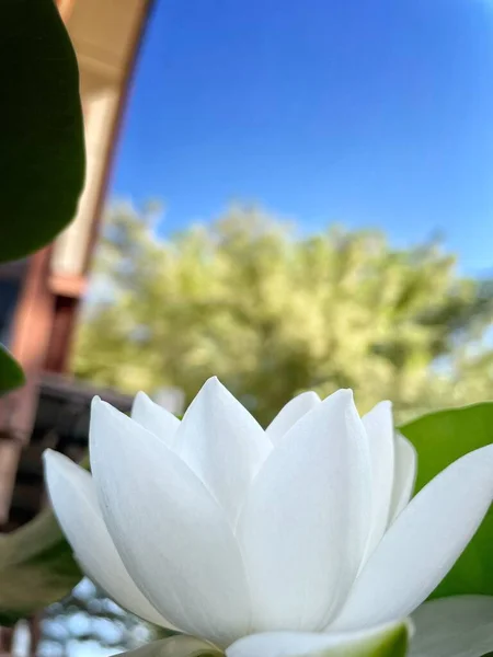 Hermosa Flores Loto Blanco Hojas — Foto de Stock