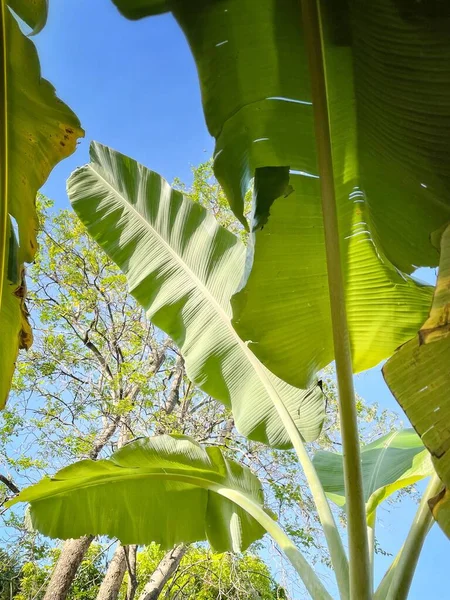 Banana Leaves Tree Blue Sky — Stock Photo, Image