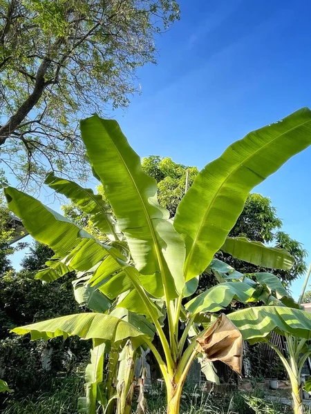 Bananen Und Blätter Baum Mit Blauem Himmel — Stockfoto