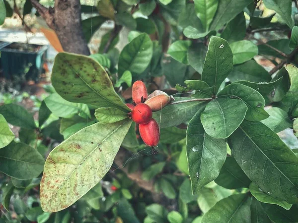 Wunderfrucht Und Blätter Baum — Stockfoto
