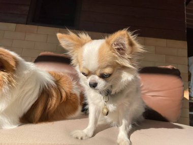 Beyaz chihuahua köpeğinin sevimli hayvanı.