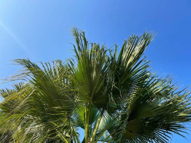 Ağaçtaki yeşil tropikal yapraklar ve mavi gökyüzü