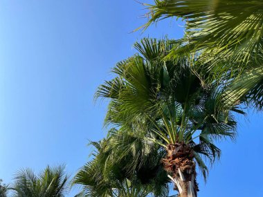 Ağaçtaki yeşil tropikal yapraklar ve mavi gökyüzü