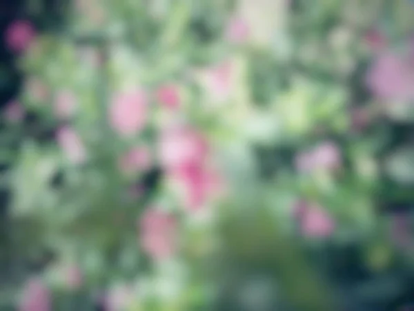 Blurred Pink Flowers Green Leaves — Stock Photo, Image