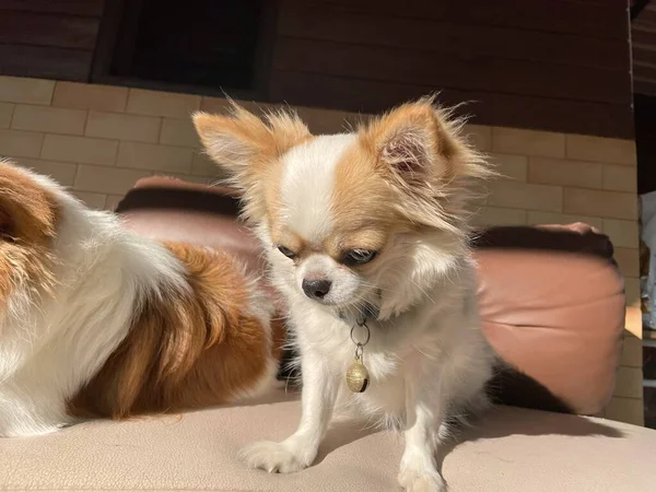 白いChihuahua犬ペット動物のかわいい — ストック写真