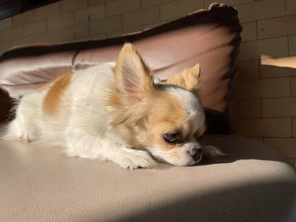 Niedlich Von Weißen Chihuahua Hund Haustier — Stockfoto