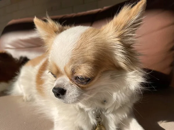 Schattig Van Witte Chihuahua Hond Huisdier — Stockfoto