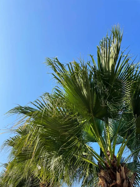 Mooi Van Groene Tropische Bladeren Boom Blauwe Lucht — Stockfoto
