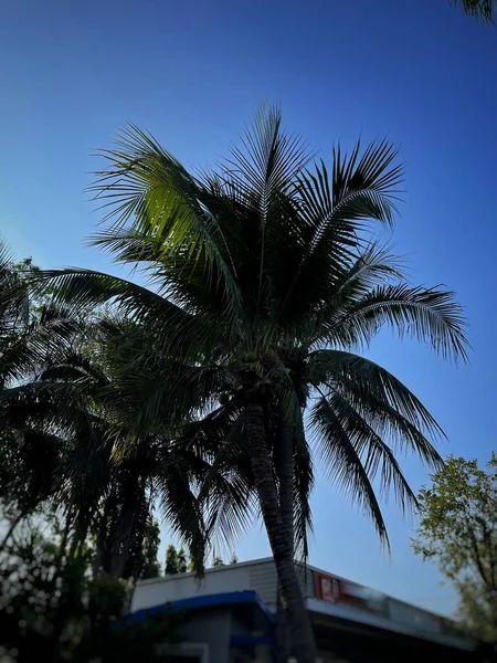 Hermosa Hojas Tropicales Verdes Árbol Cielo Azul —  Fotos de Stock