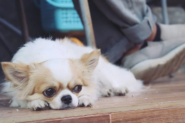 Schattig Van Witte Chihuahua Hond Benen Met Sneakers — Stockfoto