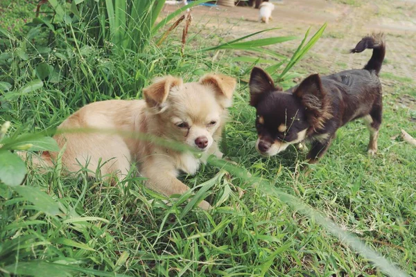 Aranyos Barna Chihuahua Kutya Kertben — Stock Fotó