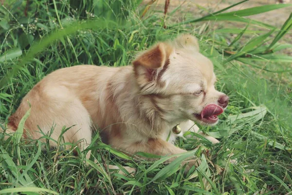 Cute Brązowy Pies Chihuahua Ogrodzie — Zdjęcie stockowe