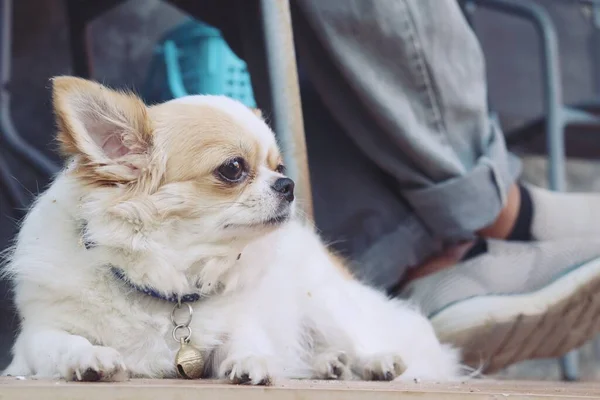 Lindo Perro Chihuahua Blanco Piernas Con Zapatillas Deporte —  Fotos de Stock