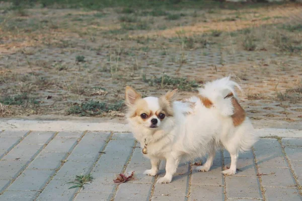 Schattig Van Witte Chihuahua Hond — Stockfoto