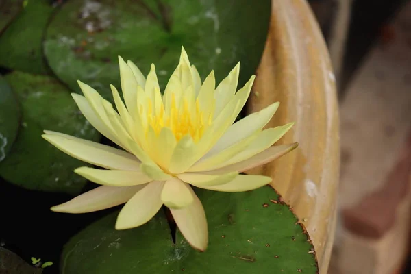 Красива Жовта Квітка Лотоса — стокове фото