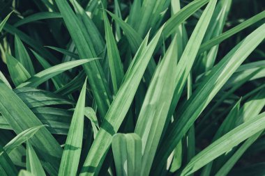 Yeşil pandan arkaplan veya doku bırakır