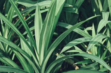 Yeşil pandan arkaplan veya doku bırakır