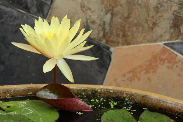 Schöne Gelbe Lotusblumen — Stockfoto