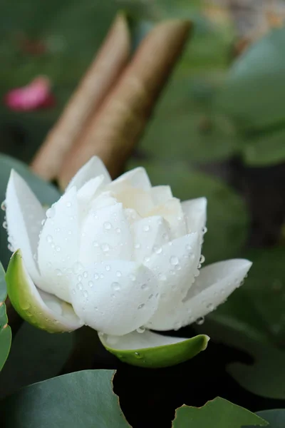 Hermosa Flores Loto Blanco Hojas Verdes —  Fotos de Stock