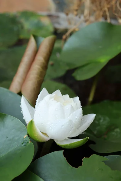 Hermosa Flores Loto Blanco Hojas Verdes — Foto de Stock