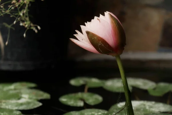 Schöne Rosa Lotusblüten Und Grüne Blätter — Stockfoto