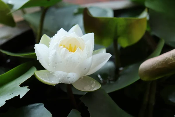 Beyaz Nilüfer Çiçekleri Yeşil Yaprakların Güzelliği — Stok fotoğraf
