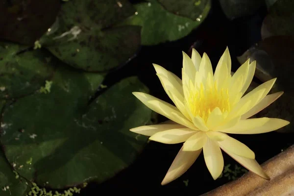 Beautiful Yellow Lotus Flowers — Stock Photo, Image