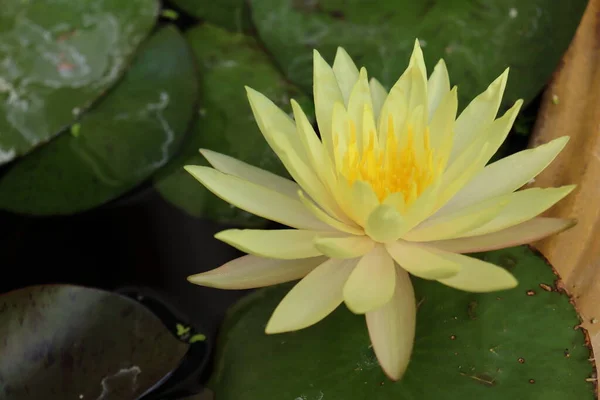 Schöne Gelbe Lotusblumen — Stockfoto