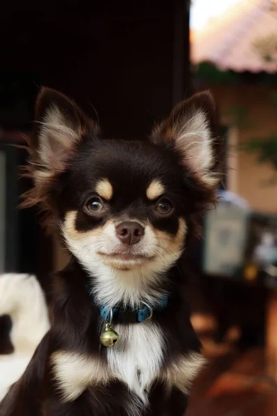 Close Cão Chihuahua — Fotografia de Stock