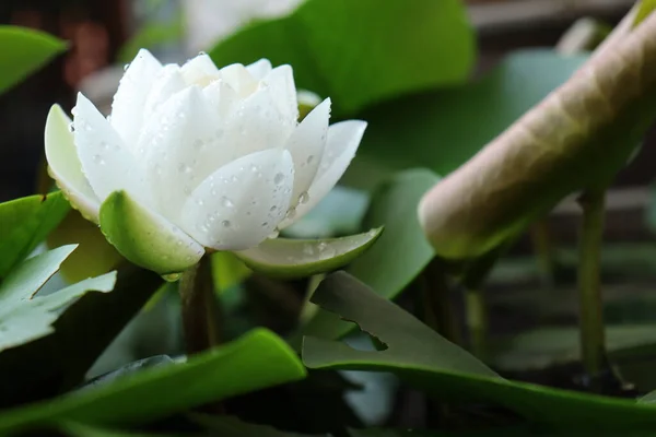 Hermosa Flores Loto Blanco Hojas Verdes — Foto de Stock
