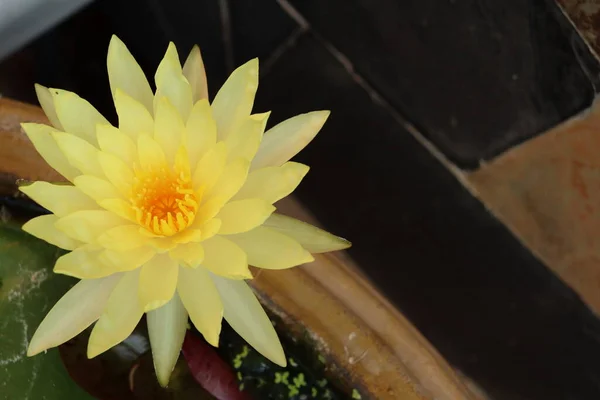 Sarı Nilüfer Çiçekleri — Stok fotoğraf
