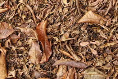 Kahverengi kurumuş yaprakların güzelliği