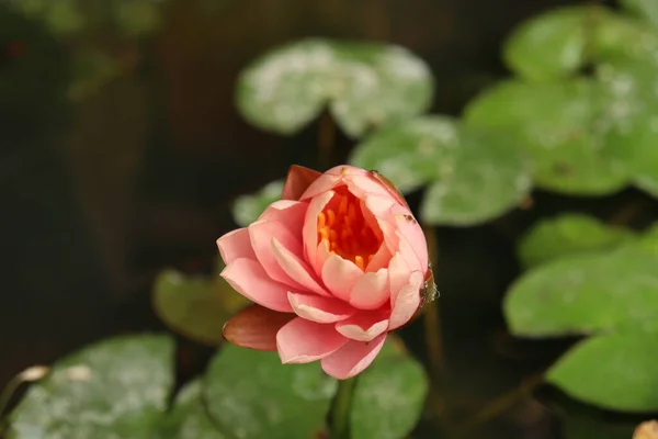 Belle Fleurs Lotus Roses Feuilles Vertes — Photo
