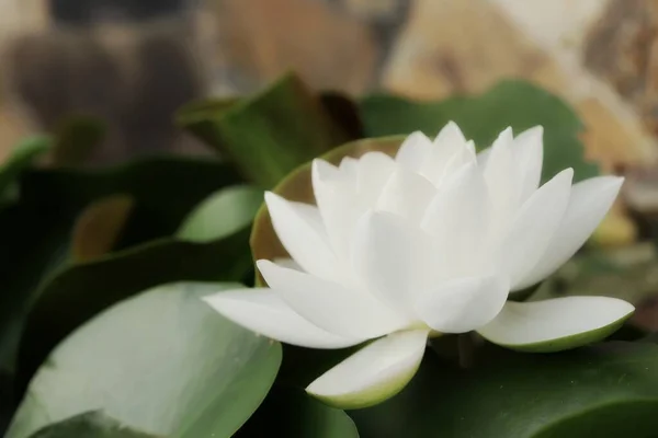 Hermosa Flores Loto Blanco Hojas Verdes — Foto de Stock