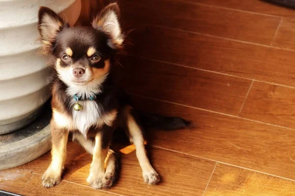 Close Cão Chihuahua — Fotografia de Stock