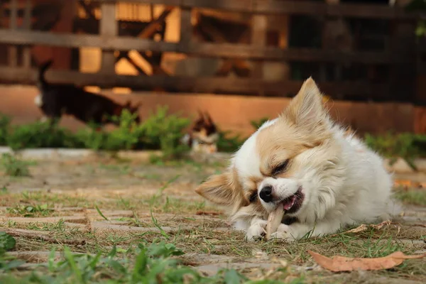 Söt Chihuahua Hund Äter Torkad Mat — Stockfoto