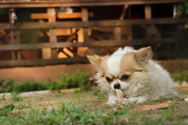 Aranyos Chihuahua Kutya Eszik Szárított Élelmiszer — Stock Fotó