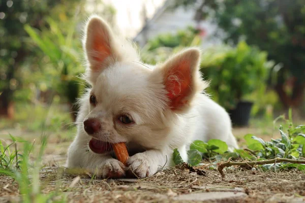 Cute Psa Chihuahua Jedząc Suszone Jedzenie — Zdjęcie stockowe