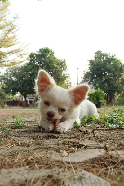 Schattig Van Chihuahua Hond Eten Gedroogd Voedsel — Stockfoto