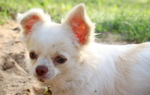 Närbild Chihuahua Hund — Stockfoto