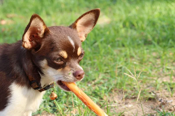 Lindo Chihuahua Perro Comiendo Comida Seca — Foto de Stock