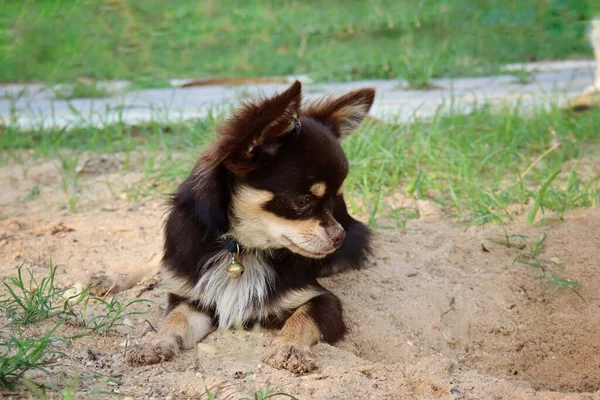 Großaufnahme Von Chihuahua Hund — Stockfoto
