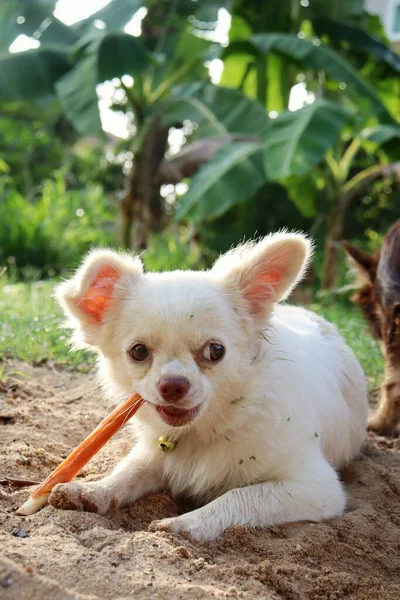 Süß Von Chihuahua Hund Der Trockenfutter Isst — Stockfoto