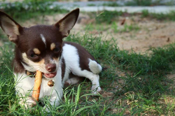 Lindo Chihuahua Perro Comiendo Comida Seca — Foto de Stock