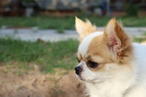 Sluiten Van Chihuahua Hond — Stockfoto