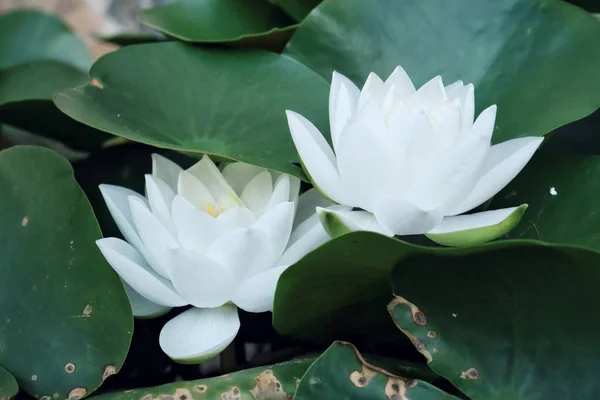 Schöne Weiße Lotusblüten Und Grüne Blätter — Stockfoto