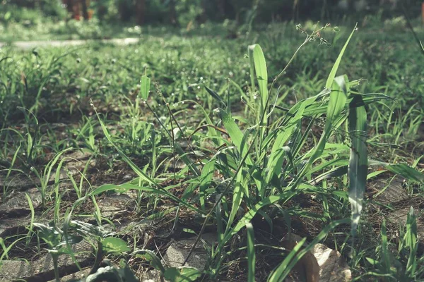 Yeşil Çim Arka Plan Veya Doku Bırakın — Stok fotoğraf