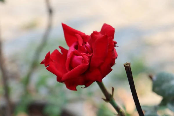 Όμορφο Κόκκινο Τριαντάφυλλο Λουλούδι — Φωτογραφία Αρχείου